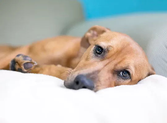 Metoclopramide for Dogs