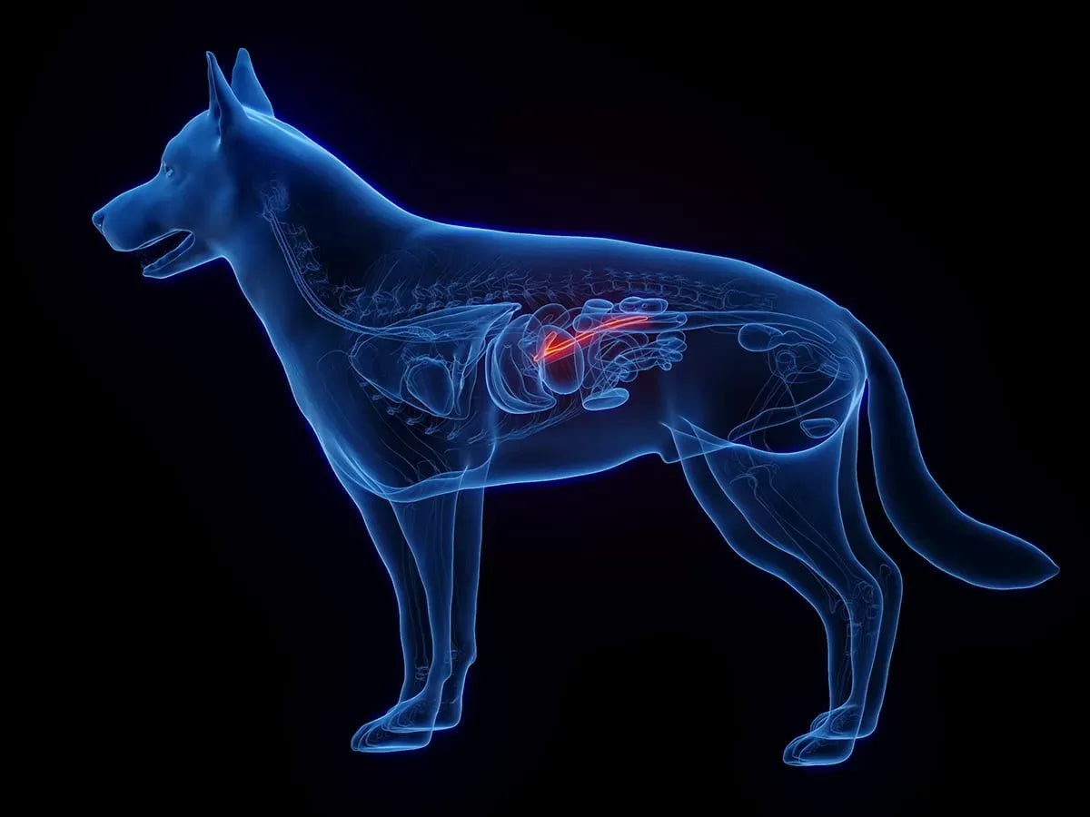 Pancreatitis in Dogs – Symptoms, Causes & Treatment