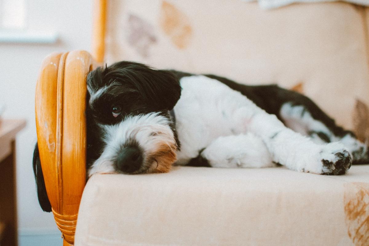Osteomyelitis in Dogs