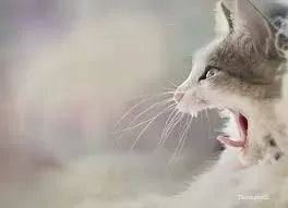 Why is My Cat Coughing? Understanding the Causes and Treatments