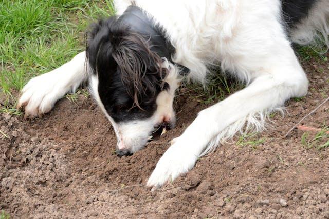 Why Is My Senior Dog Eating Dirt