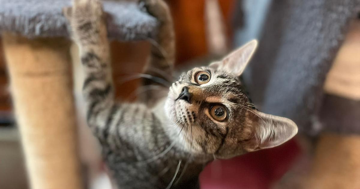 Playing with Cats