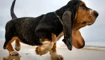 Tularemia in Dogs