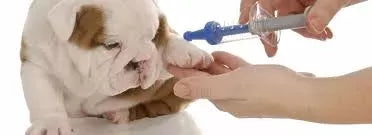 6 Key Insights on Puppy Shot Schedule