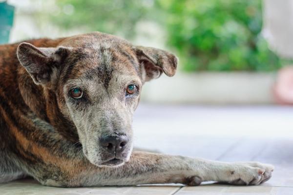 Spleen Cancer in Dogs
