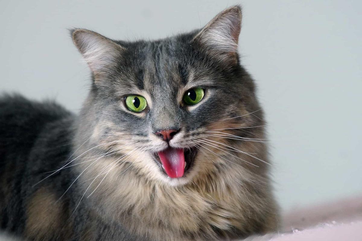Signs of Heatstroke in Cats