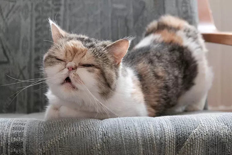 How to Calm A Cat in Heat