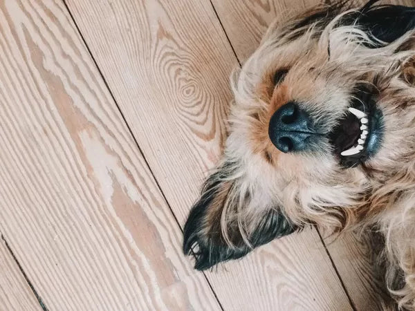 Do Dogs Burp
