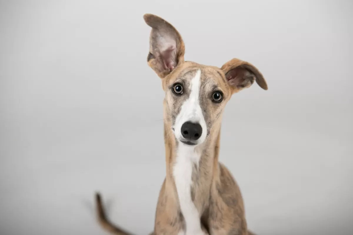 How Far Can Dogs Hear: Exploring Canine Auditory Abilities