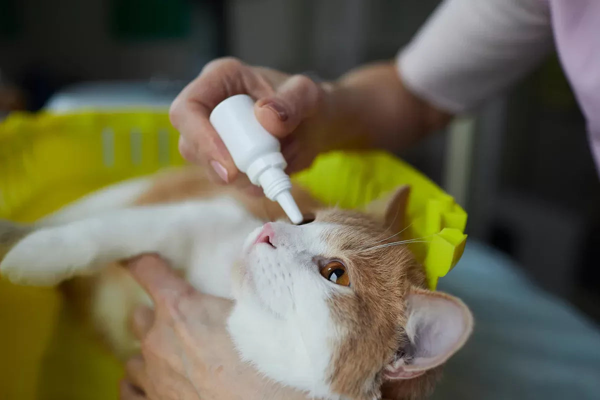 Terramycin for Cats: Treating Feline Eye Issues