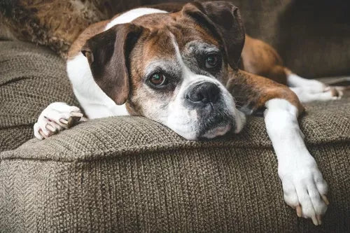 Why Do Dogs Stare At You