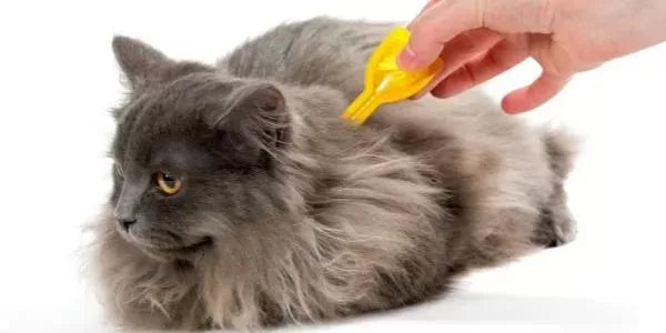 The Best Flea Treatments for Cats and Dogs