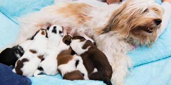 How Long Is A Dog in Pup​