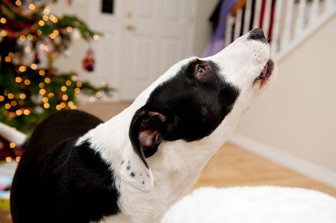 Why Does My Dog Howl When I Leave