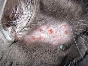 Exploring Medication-induced Allergies in Cats