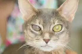 Corneal Ulcer in Cats