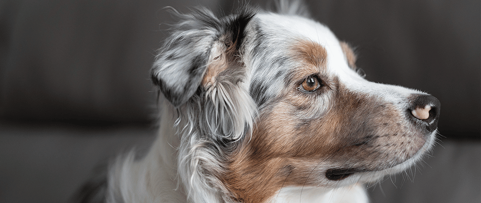Leishmaniasis in Dogs