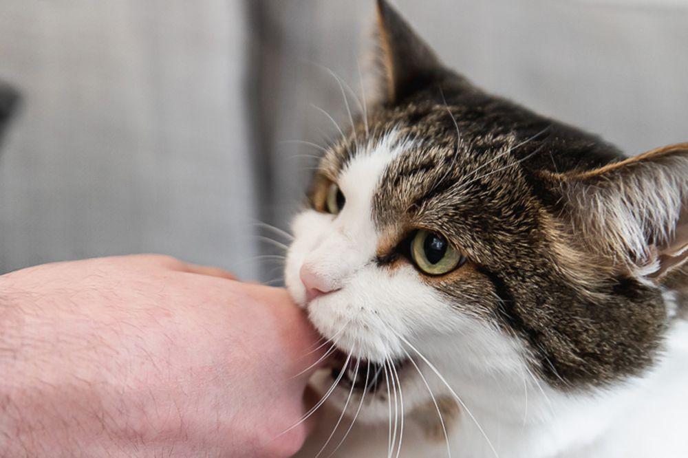 How to Get A Cat to Stop Biting
