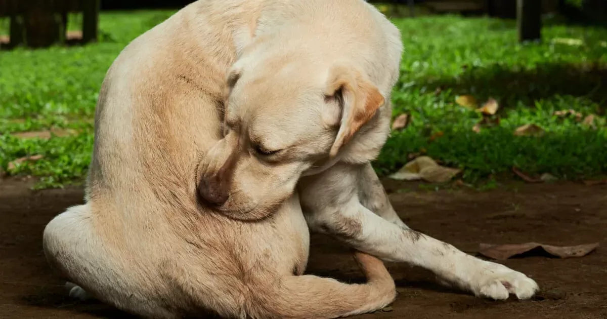 Understanding and Addressing the Persistent Scratching and Biting Behavior in Dogs