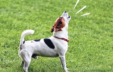 My Dog Barks at Everything That Passes By