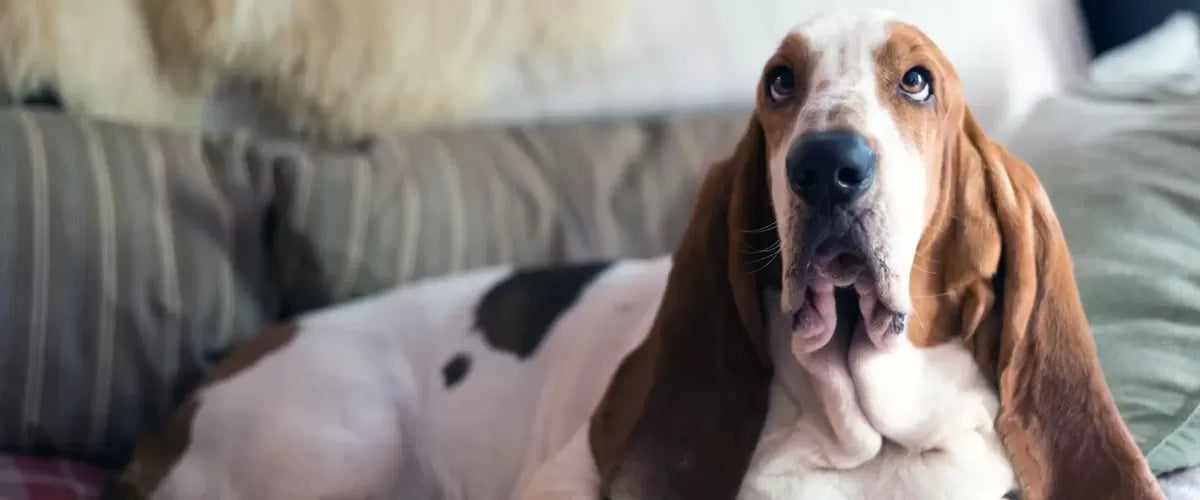 The Charms and Health Considerations of Dogs with Floppy Ears