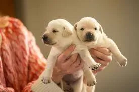 When Do Puppies Open Their Eyes