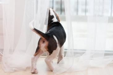 How to Squeeze A Dog's Anus Glands​