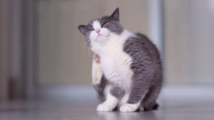 Cat First Aid: How to Handle a Sudden Hot‑Spot Flare‑Up