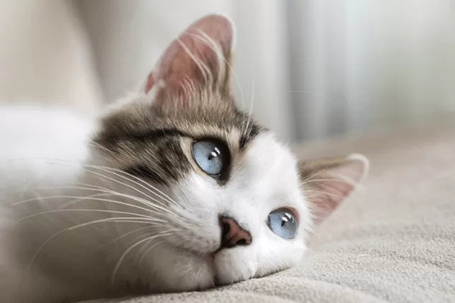 Do Cats Understand Words