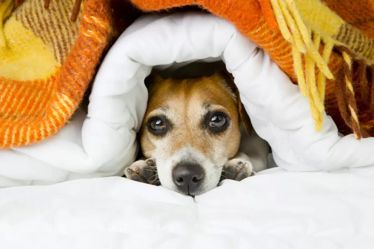 How Do I Know If My Dog Is Cold
