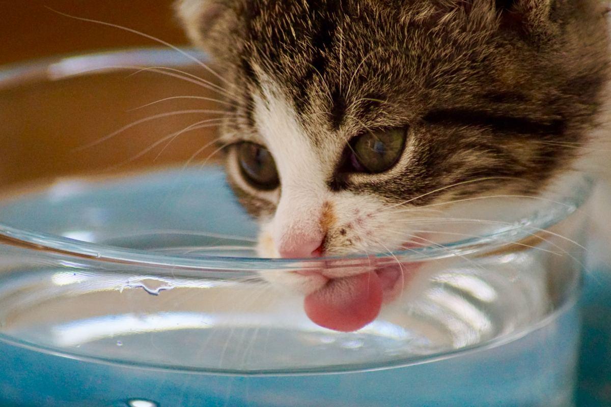 What Can Cats Drink Besides Water