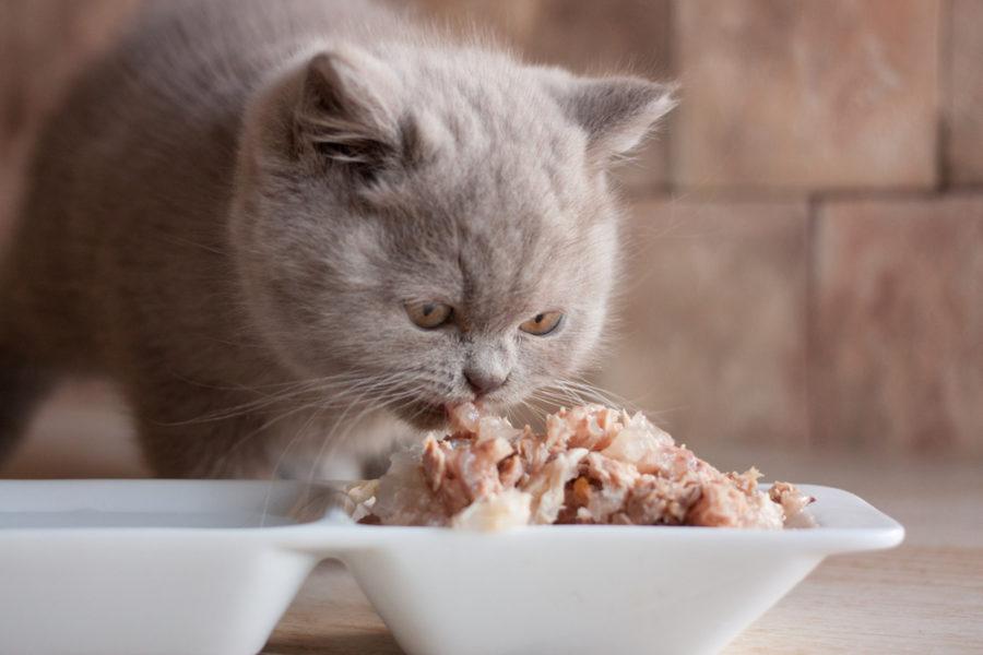 The Comprehensive Guide to EPA and DHA Benefits for Cats