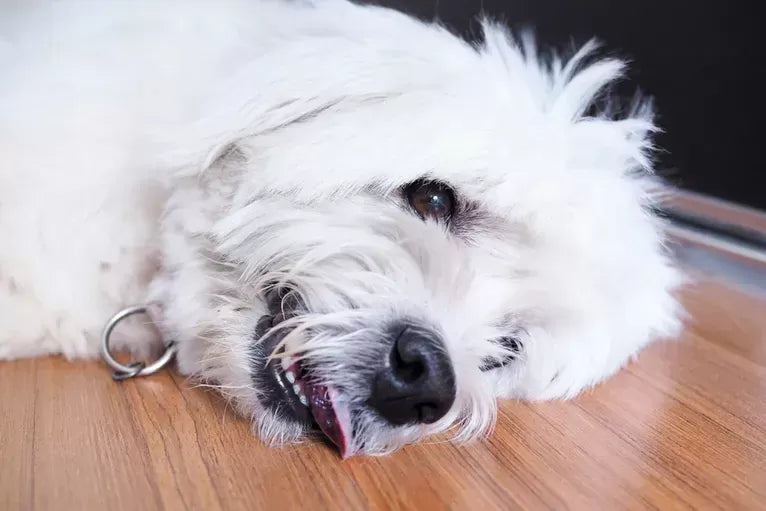 Understanding Dog Seizures