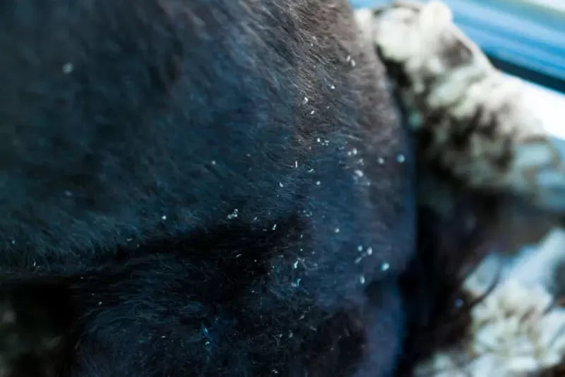 Treating Dandruff in Dogs Naturally