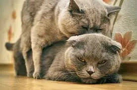 Cat Humping: Causes and Solutions