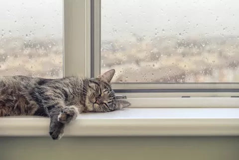 Do Cats Fall Asleep More During Rain