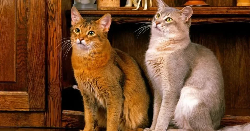 Exploring the Dynamics: Male vs. Female Cats