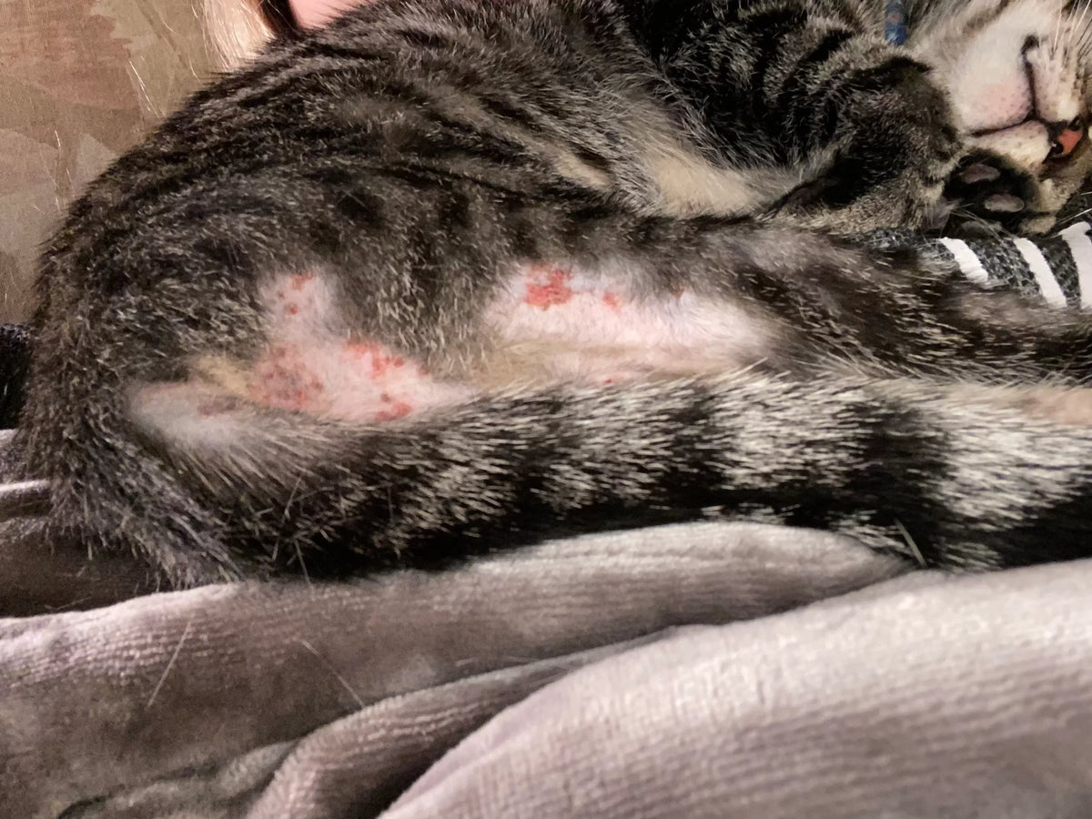 Heat Rash in Cats