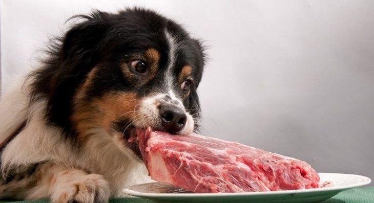 Can Dogs Eat Raw Meat