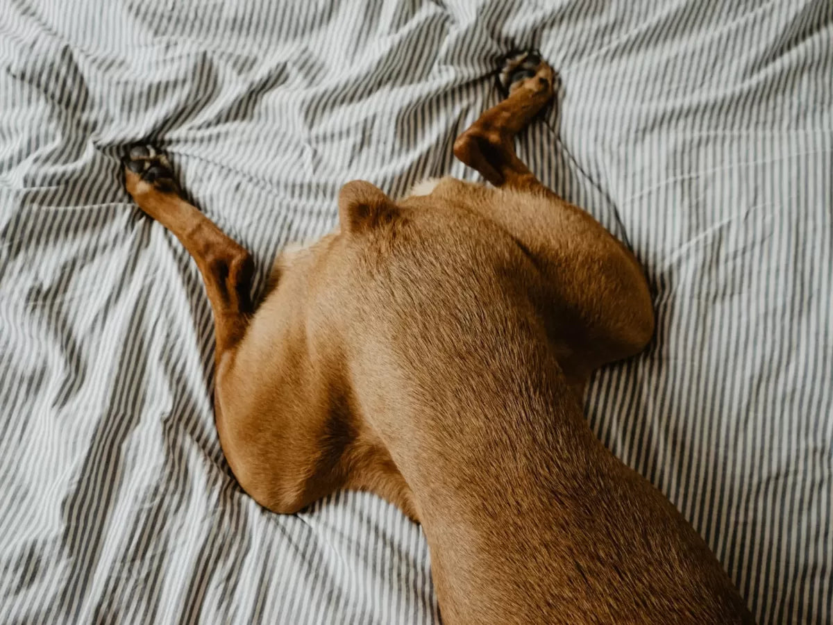 Hip Dysplasia in Canines