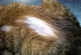Understanding and Addressing Bald Spots on Cats