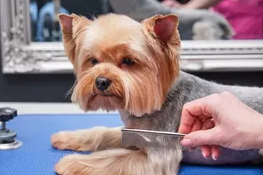 Understanding and Treating Dog Ingrown Hair