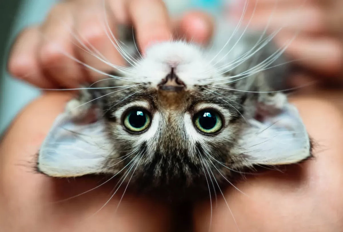 What Colors Can Cats See