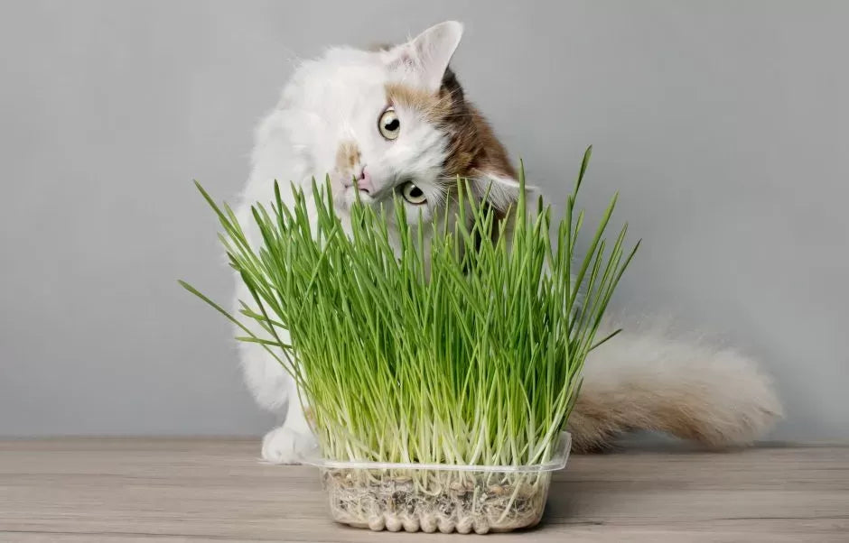 What Does Catnip Do to Cats