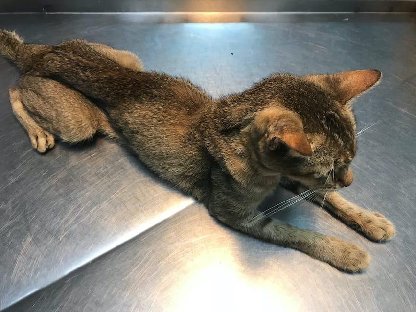 Thyrotoxicosis in Cats
