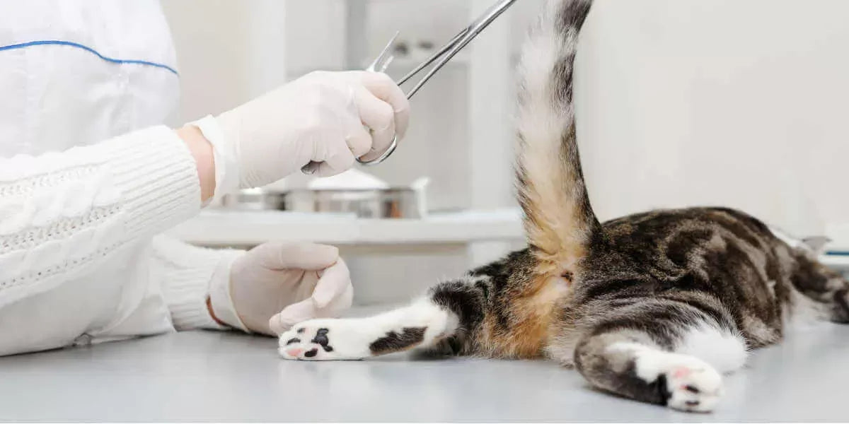 Rectal Prolapse in Cats