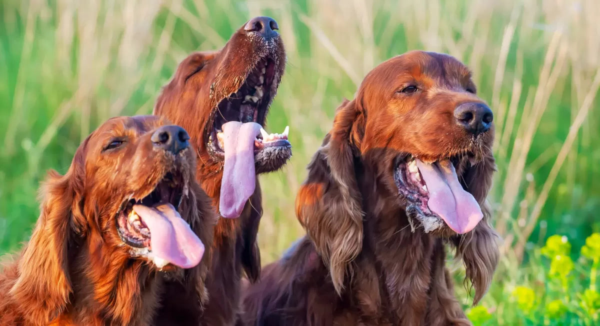 Understanding Why Dogs Pant and Shake