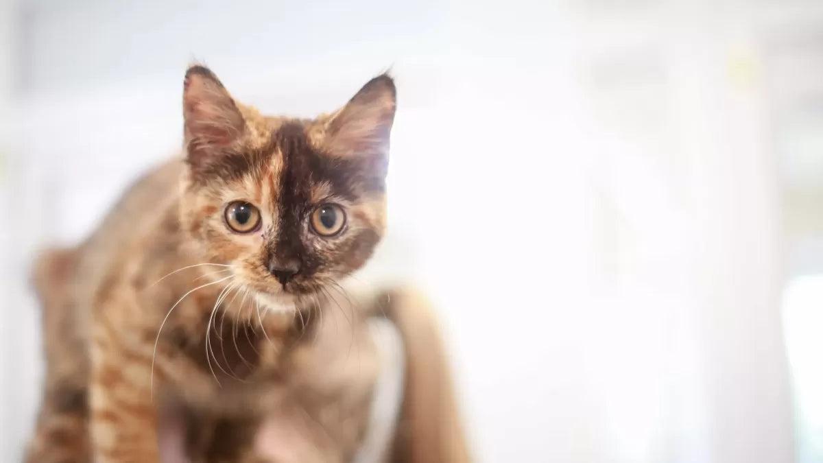 Feline Aneurysmal Right Atrial Appendage
