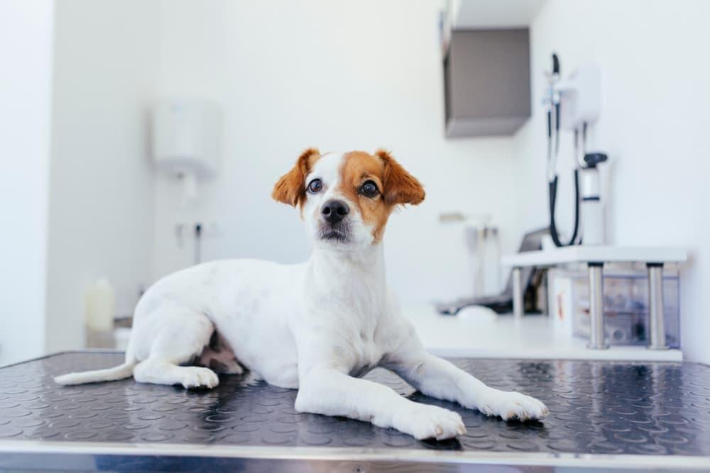 Bowel Obstruction In Dogs