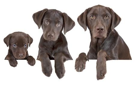 When Can Puppies Leave Their Mom​